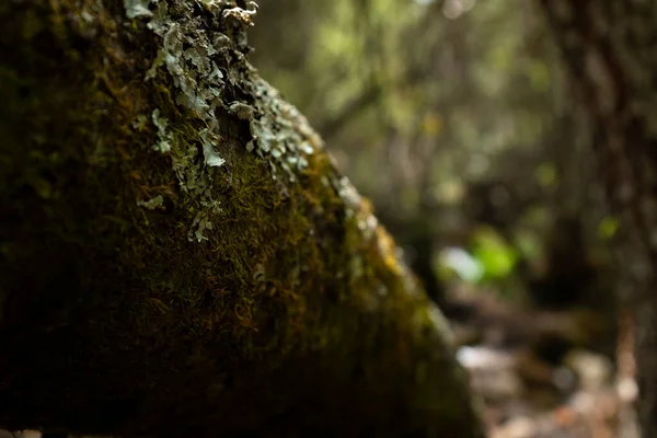 Imagem Árvore Detalhe Selva Cena Floresta Tropical Nos Andes Peruanos — Fotografia de Stock