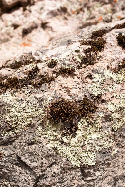 Likens Rock Peruvian Andes Close Image Rock Muss Likens — Stock Photo, Image