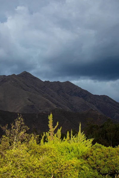 ペルーアンデスの緑のヒノキ 自然の中で素敵な木の枝 — ストック写真
