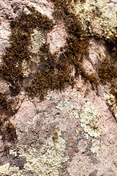 Pareil Sur Rocher Dans Les Andes Péruviennes Fermer Image Rocher — Photo