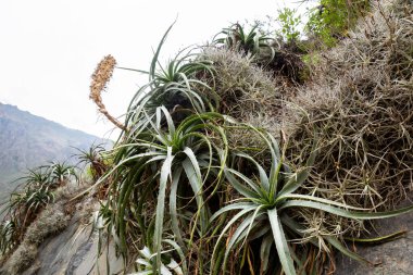 Ollantaytambo, Cusco Peru 'da bir kale ve İnka şehri. Peru And Dağları 'ndaki Kutsal Vadi' de antik bir bina.