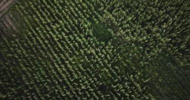 Aerial view of corn field in Sacred Valey in Cusco Peru. Peruvian Andes agriculture of traditional product in America.