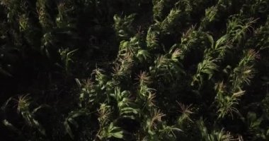 Aerial view of corn field in Sacred Valey in Cusco Peru. Peruvian Andes agriculture of traditional product in America.