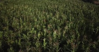 Aerial view of corn field in Sacred Valey in Cusco Peru. Peruvian Andes agriculture of traditional product in America.