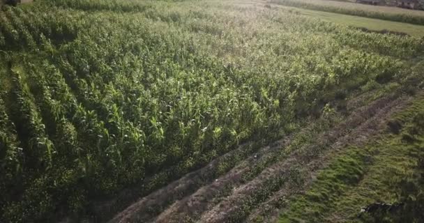 Aerial View Corn Field Sacred Valey Cusco Peru Peruvian Andes — Stok video