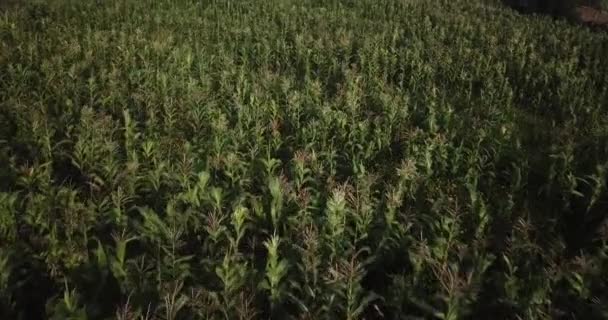 Aerial View Corn Field Sacred Valey Cusco Peru Peruvian Andes — 图库视频影像