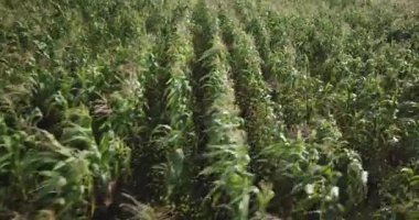 Aerial view of corn field in Sacred Valey in Cusco Peru. Peruvian Andes agriculture of traditional product in America.