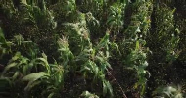 Aerial view of corn field in Sacred Valey in Cusco Peru. Peruvian Andes agriculture of traditional product in America.