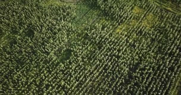Aerial View Corn Field Sacred Valey Cusco Peru Peruvian Andes — Stockvideo