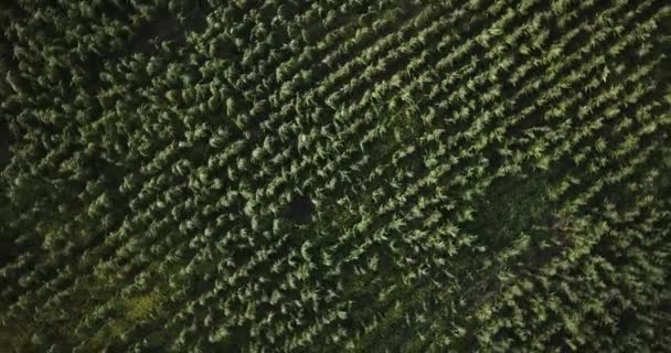 Aerial View Corn Field Sacred Valey Cusco Peru Peruvian Andes — Stock videók