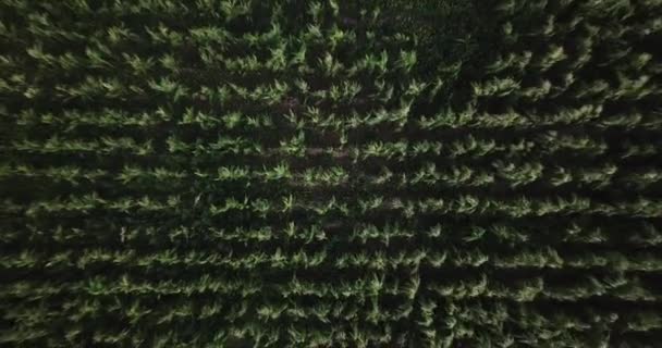 クスコペルーの聖なる谷のトウモロコシ畑の空中ビュー アメリカの伝統的な製品のペルーアンデス農業 — ストック動画