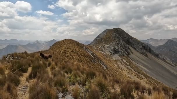 Vandring Höga Berg Peruanska Anderna Andinska Scenen Över 4000Masl Torrperioden — Stockvideo