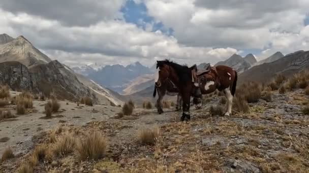 Trekking Altas Montanhas Nos Andes Peruanos Cena Andina Sobre 4000Masl — Vídeo de Stock