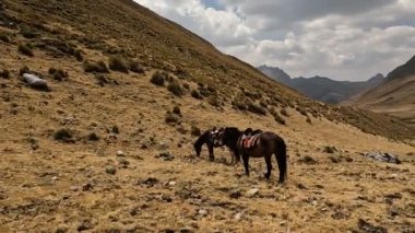 Peru And Dağları 'ndaki yüksek dağlarda gezinti. Kurak mevsimde 4000 masl 'ın üzerinde bir And sahnesi.