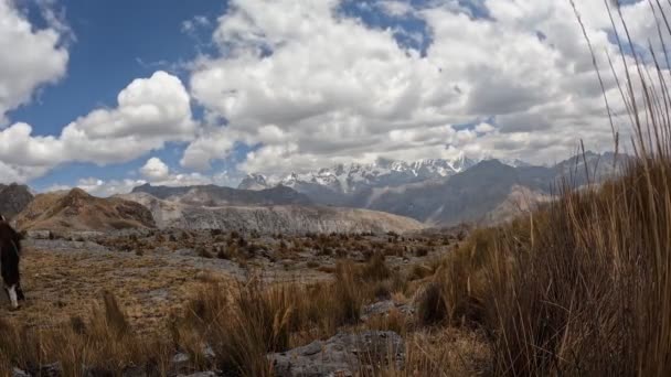 Peru Dağları Ndaki Yüksek Dağlarda Gezinti Kurak Mevsimde 4000 Masl — Stok video