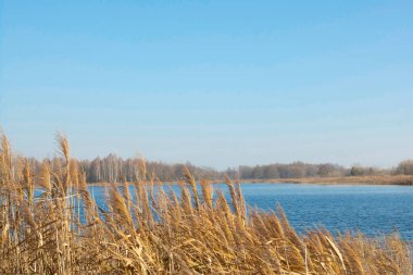 Kuru otlar, sazlıklar, rüzgarda esen saplar altın günbatımı ışığı, yatay, bulanık su arka planda, kopyalama alanı. Doğa, yaz, çimen kavramı