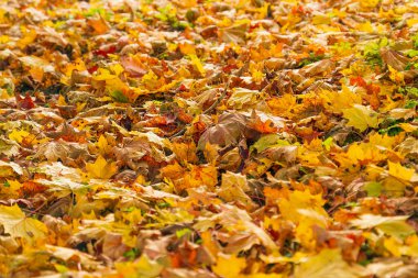 Kuru akçaağaç yaprakları, portakal rengi sonbahar arka planı, ayak altında yapraklar.