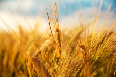 alan, parlak zemin üzerine yeşil buğday bitkiler