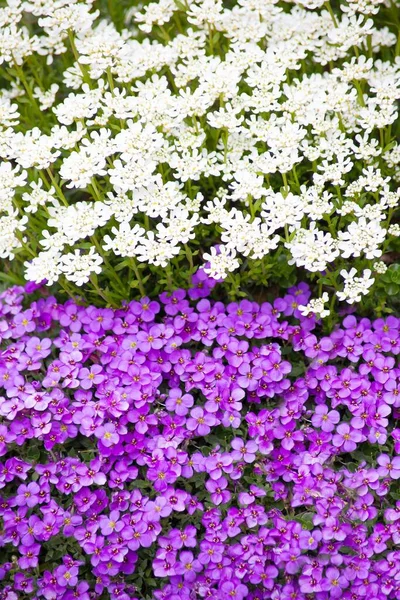 地面カバーの花のカンジュフトと紫のロックレス — ストック写真