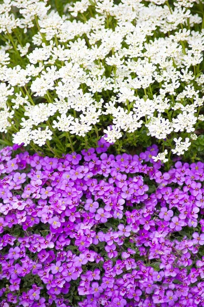 Terra Copertura Fiori Candytuft Crescione Roccioso Viola — Foto Stock