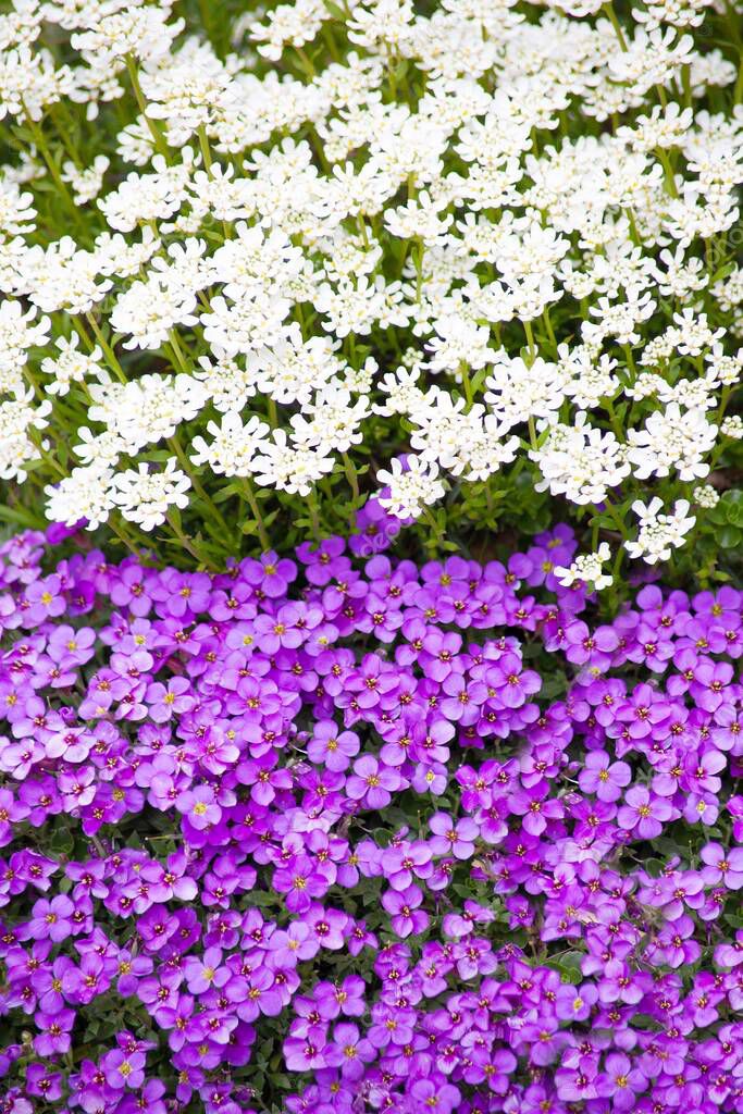 ground cover flowers candytuft and purple rockcress