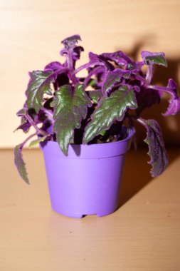 Menekşe yapraklı iç bitki gynura (gynura scandens))