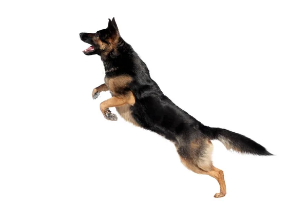 ドイツの羊飼いの犬ジャンプ 犬の遊びとジャンプでおもちゃをキャッチします — ストック写真