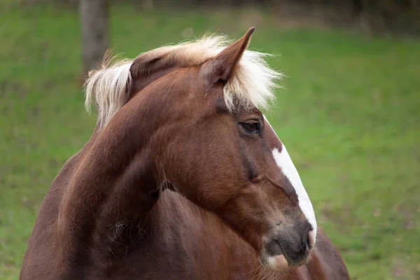 Projeto Retrato Cavalo Cavalo Rascunho Sul Alemão — Fotografia de Stock