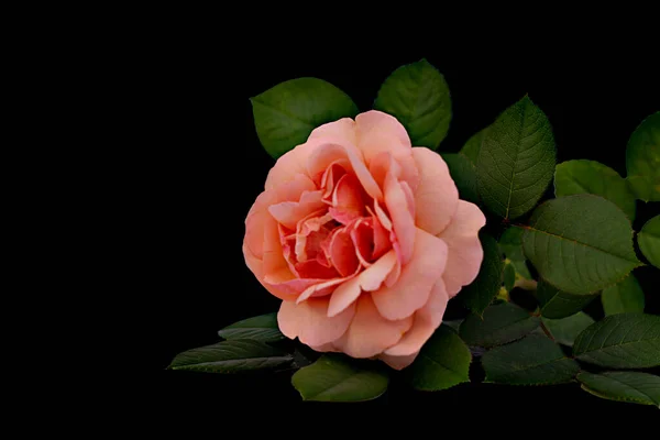 Szkarłatna Róża Kroplami Rosy Odizolowanym Czarnym Tle Zielonymi Liśćmi — Zdjęcie stockowe