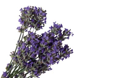 Beyaz arkaplanda yalıtılmış lavanta çiçekleri dalları