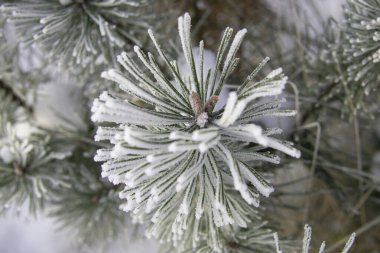 hoarfrost ile kaplı çam dalları