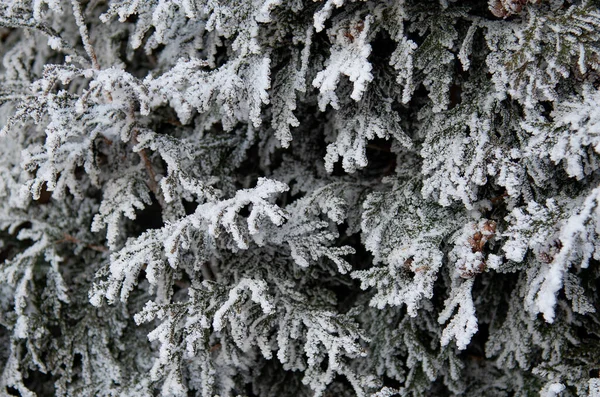 Thuja First Frost Frosted White — Stock Photo, Image