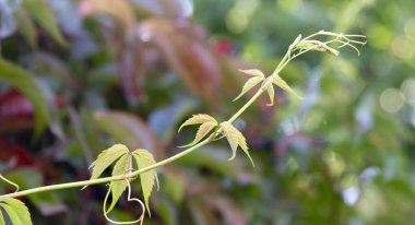 Bulanık arka planda küçük yapraklı üzüm bıyığı.