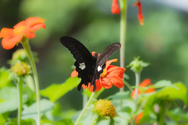 Turuncu Bir Çiçeğe Tünemiş Renkli Bir Kelebeği Kapat Polenden Nektarı — Stok fotoğraf