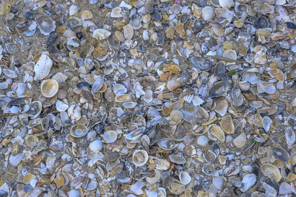 Cáscara Rota Sobre Fondo Playa — Foto de Stock