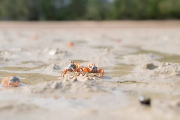 Soldier Crabs Sand Bubbler Crab Dotilla Myctiroides Usually Come Beach — Stock Photo, Image