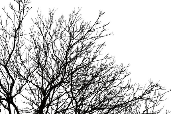 Black branches of tree on wihite background