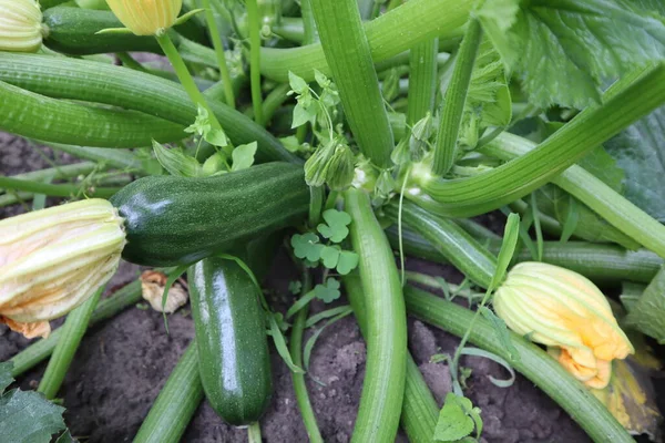 Zucchini Trädgården — Stockfoto