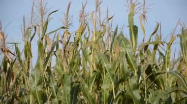 Yeşil mısır tarlasında mısır sapları kopyalanmış alanla rüzgarda sallanıyor. Hasat ve tarım kavramı. Doğal arkaplan.