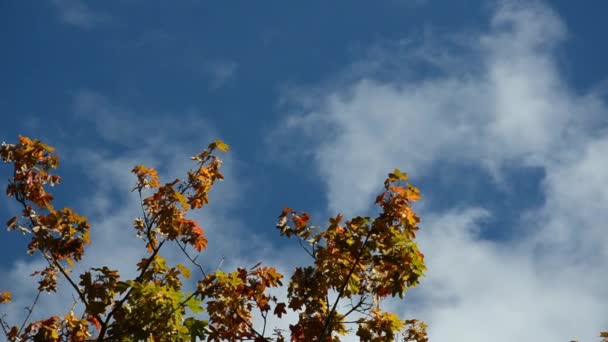红色的树叶在蓝天的背景下迎风摇曳 秋天的概念 秋天的叶子 有复制空间 五彩缤纷的枫树 秋天的衣服 — 图库视频影像