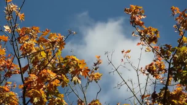 Sarı Turuncu Yeşil Kırmızı Ağaç Yaprakları Mavi Gökyüzünün Arka Planında — Stok video