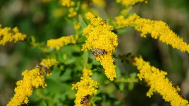 Las Abejas Recogen Néctar Flores Amarillas Sobre Fondo Borroso Con — Vídeo de stock