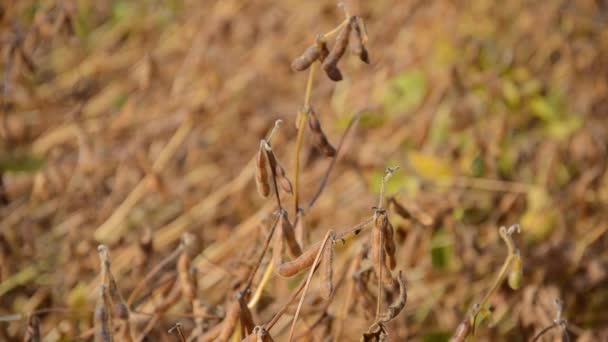 꼬투리 밭에서 자란다 수확기 대추야자 — 비디오