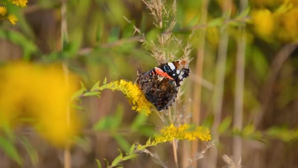 Fragile Beautiful Vanessa Atalanta Red Admiral Butterfly Sits Yellow Wildflowers — Stock Video