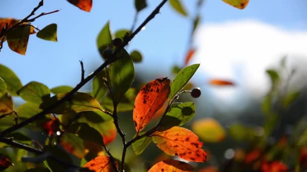 Φωτεινά Φύλλα Μούρα Κλαδιά Θάμνου Χώρο Αντιγραφής Πορτοκαλί Πράσινα Και — Αρχείο Βίντεο