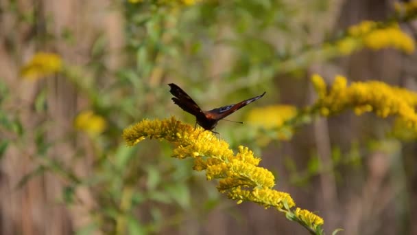 Peacock Πεταλούδα Μάτι Κάθεται Κίτρινα Αγριολούλουδα Χώρο Αντίγραφο Φυσικό Υπόβαθρο — Αρχείο Βίντεο