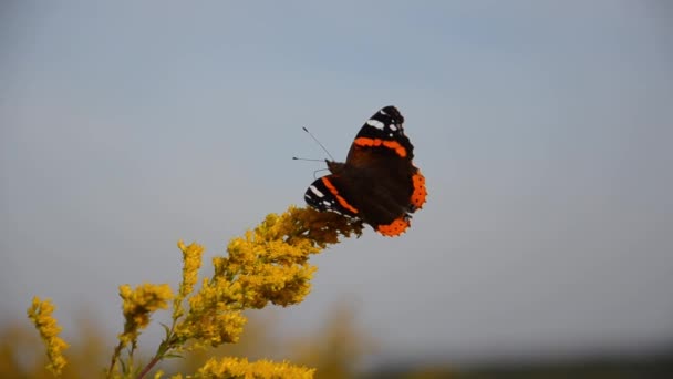 脆弱美丽的凡妮莎 阿塔兰特海军上将蝶坐在蓝色天空背景下的黄色野花上 具有复制空间的自然背景 阳光明媚的日子里野外明亮的昆虫 — 图库视频影像