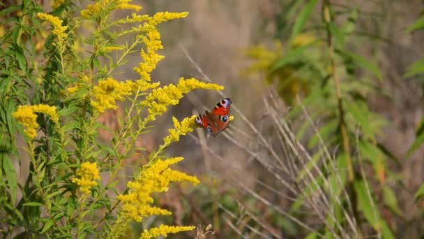 Tavuskuşu Gözü Kelebeği Kopya Alanı Olan Sarı Kır Çiçeklerinin Üzerine — Stok video
