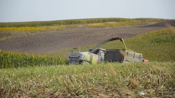 ウクライナのルツク 2021年9月11日 トウモロコシの幹を切り取り トウモロコシ畑のトラックにダンプします 農業作業のための機械を読み取ることによって シルエージを収穫する トウモロコシ収穫期のトラクター作業 — ストック動画