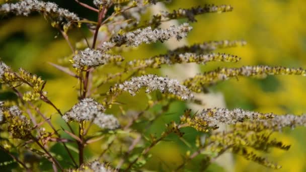 Selektiv Fokussieren Blütenstände Von Trockenem Gras Auf Grünem Und Gelbem — Stockvideo